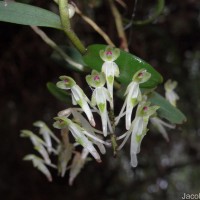 Robiquetia virescens Ormerod & S.S.Fernando